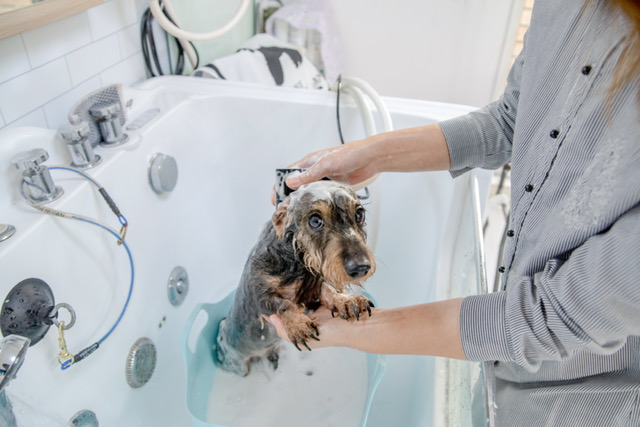 JunoAndLeon_FOAMYImg